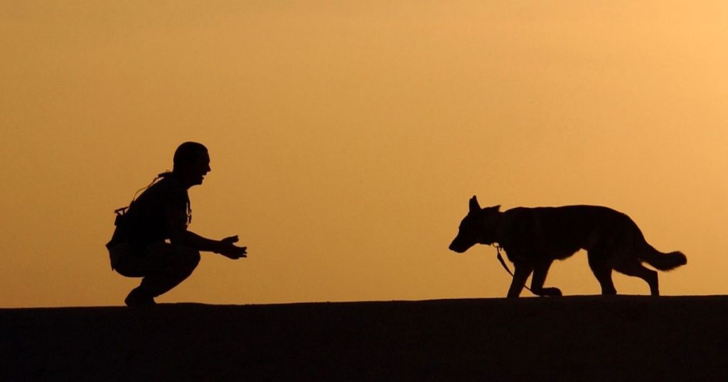 Is dog training important?