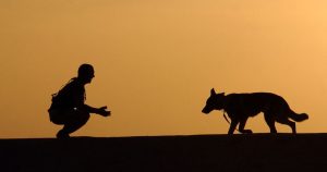 Is dog training important?