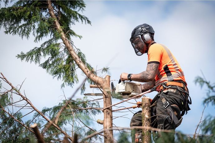 Tree Surgeon Stockport
