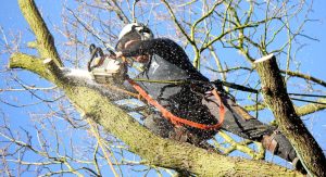 Top Benefits of Hiring a Professional Forestry Tree Surgeon
